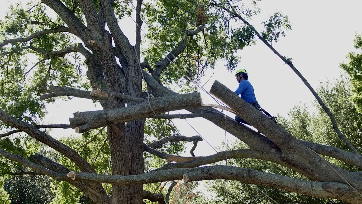 Professional Crown Thinning performed by certified arborists in Altamont