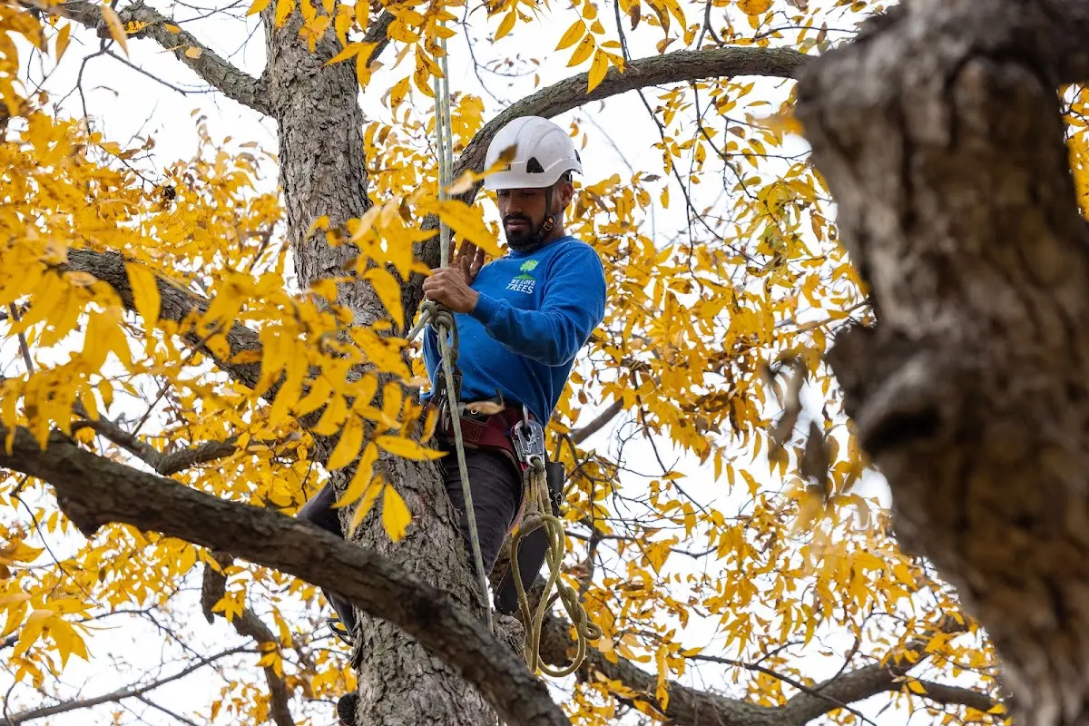 Skilled Tree Planing crew working in Altamont